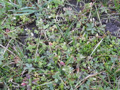 Cerastium semidecandrum