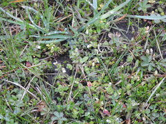 Cerastium semidecandrum