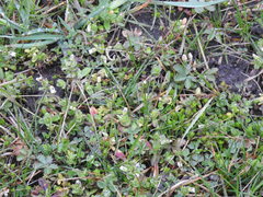 Cerastium semidecandrum