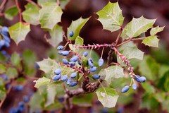 Berberis wilcoxii