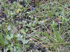 Cerastium semidecandrum