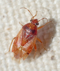 Agnocoris