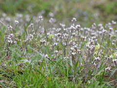 Cardamine hirsuta