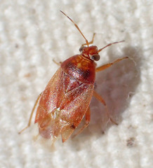 Agnocoris