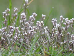 Cardamine hirsuta