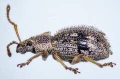 Thricolepis inornata