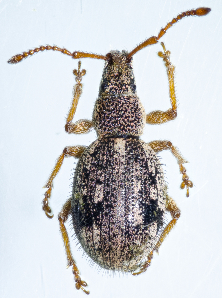 Thricolepis inornata