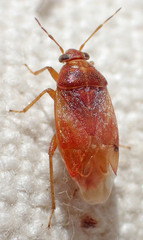 Agnocoris