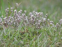 Cardamine hirsuta