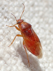 Agnocoris