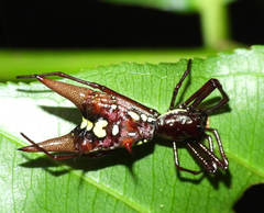 Micrathena coca