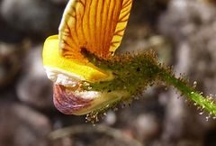 Adesmia rahmeri