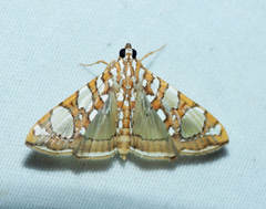 Glyphodes sibillalis