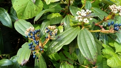 Viburnum davidii