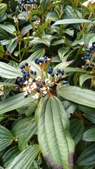 Viburnum davidii