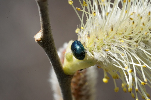 Willow Leaf Beetle photo 3