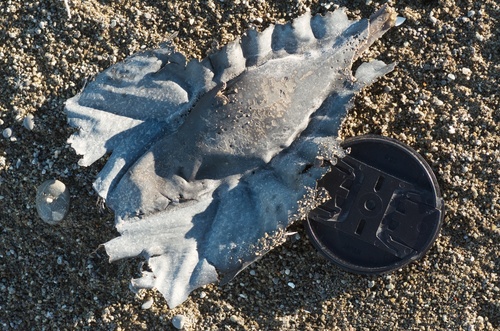 Callorhinchus milii