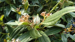 Viburnum davidii