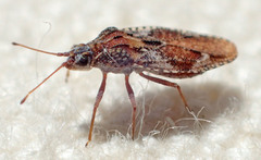 Physatocheila variegata