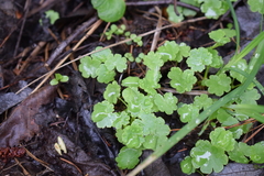 Hydrocotyle americana