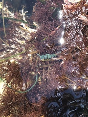 Chaetomorpha spiralis