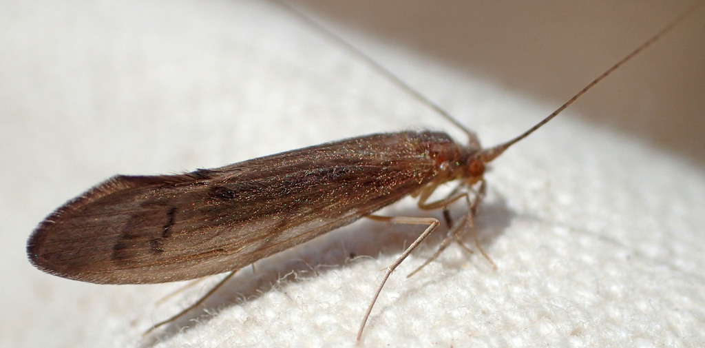 Inconspicuous Long-horned Caddisfly