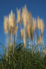 Pampas Grasses - Photo (c) kanegen, some rights reserved (CC BY)