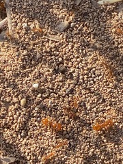 Solenopsis geminata