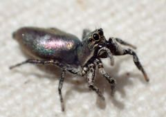Salticus peckhamae