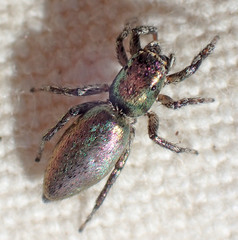 Salticus peckhamae