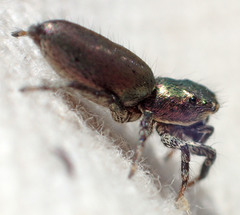 Salticus peckhamae