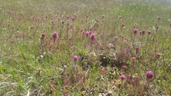 Castilleja exserta