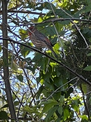 Haemorhous mexicanus