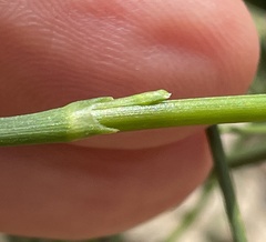 Ephedra foeminea