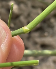 Ephedra foeminea