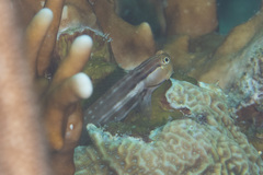 Ecsenius yaeyamaensis