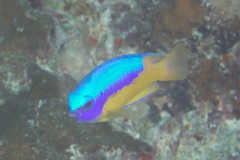 Pomacentrus auriventris