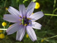 Catananche caerulea