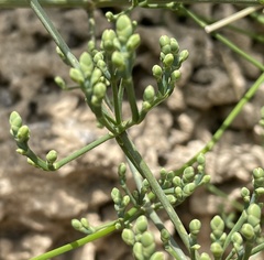 Ephedra foeminea