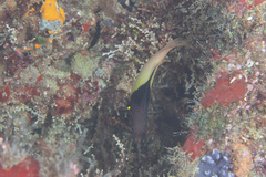 Bodianus mesothorax