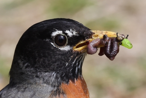 American Robin photographed in Virginia