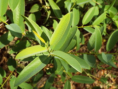Karwinskia humboldtiana