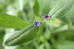 Asperugo procumbens