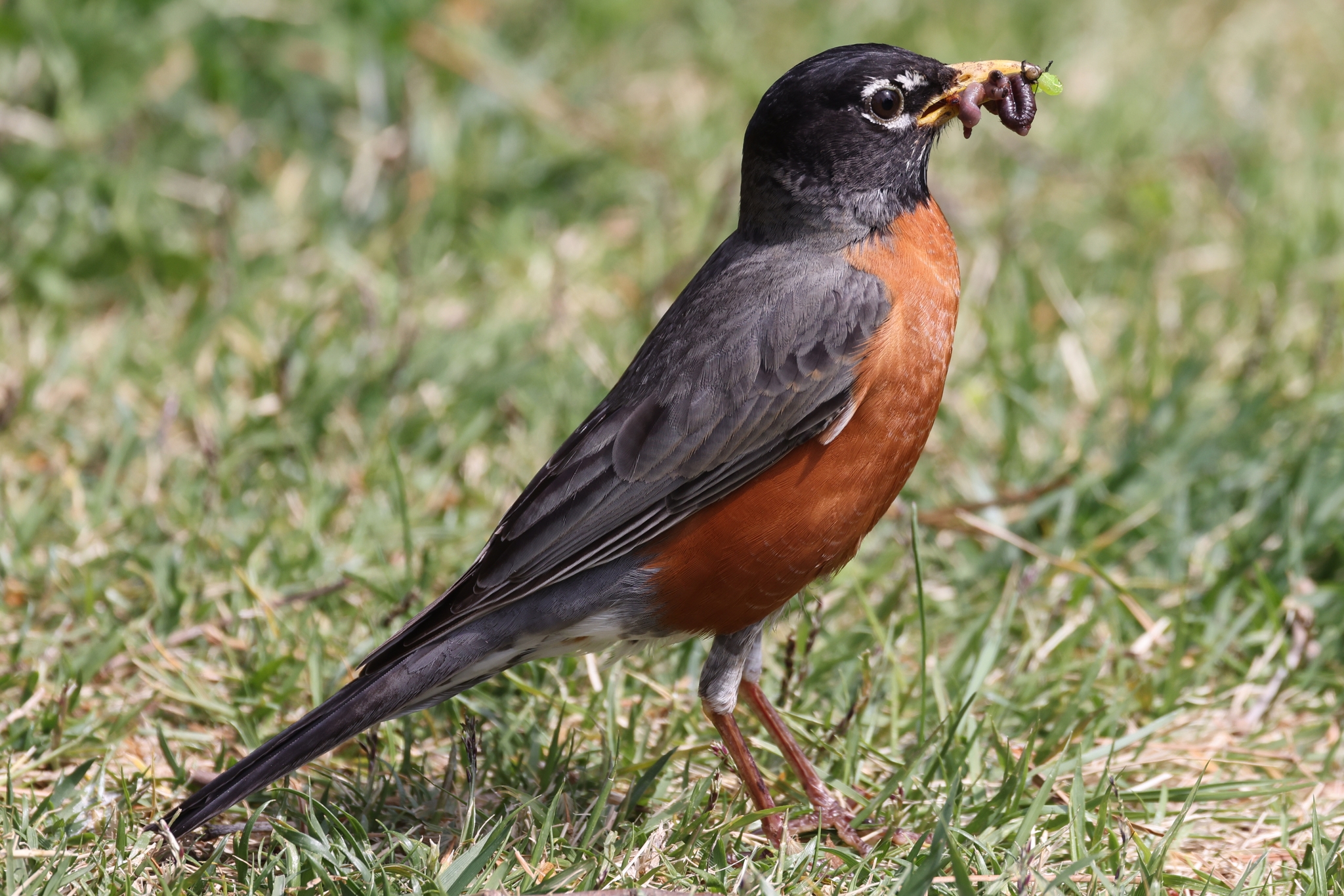 American Robin (Turdus migratorius)