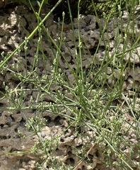 Ephedra foeminea