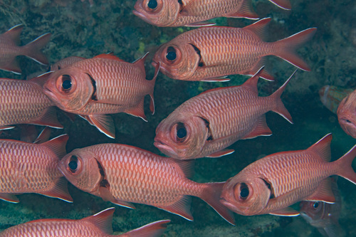 Soldierfish