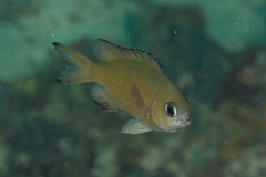 Azurina lepidolepis