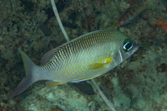 Scolopsis margaritifera