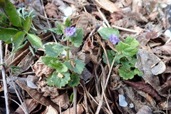 Glechoma hederacea
