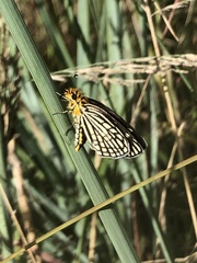 Metisella willemi